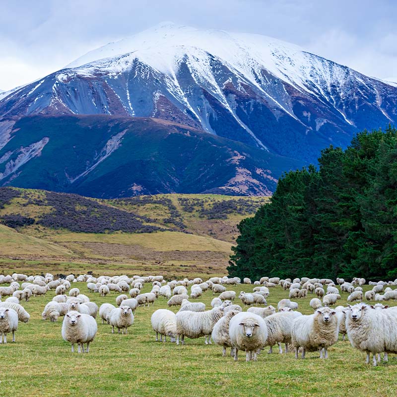 ทัวร์นิวซีแลนด์